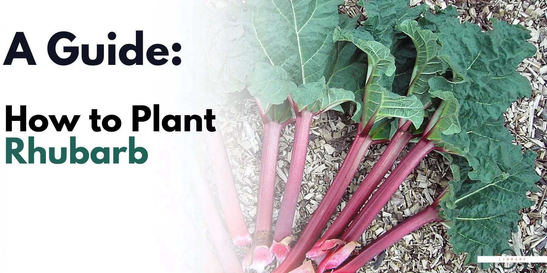 How to Plant Rhubarb and Take Care Of It