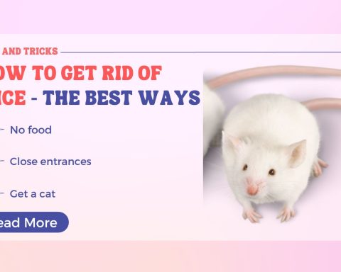 How To Get Rid Of Mice - The Best Ways