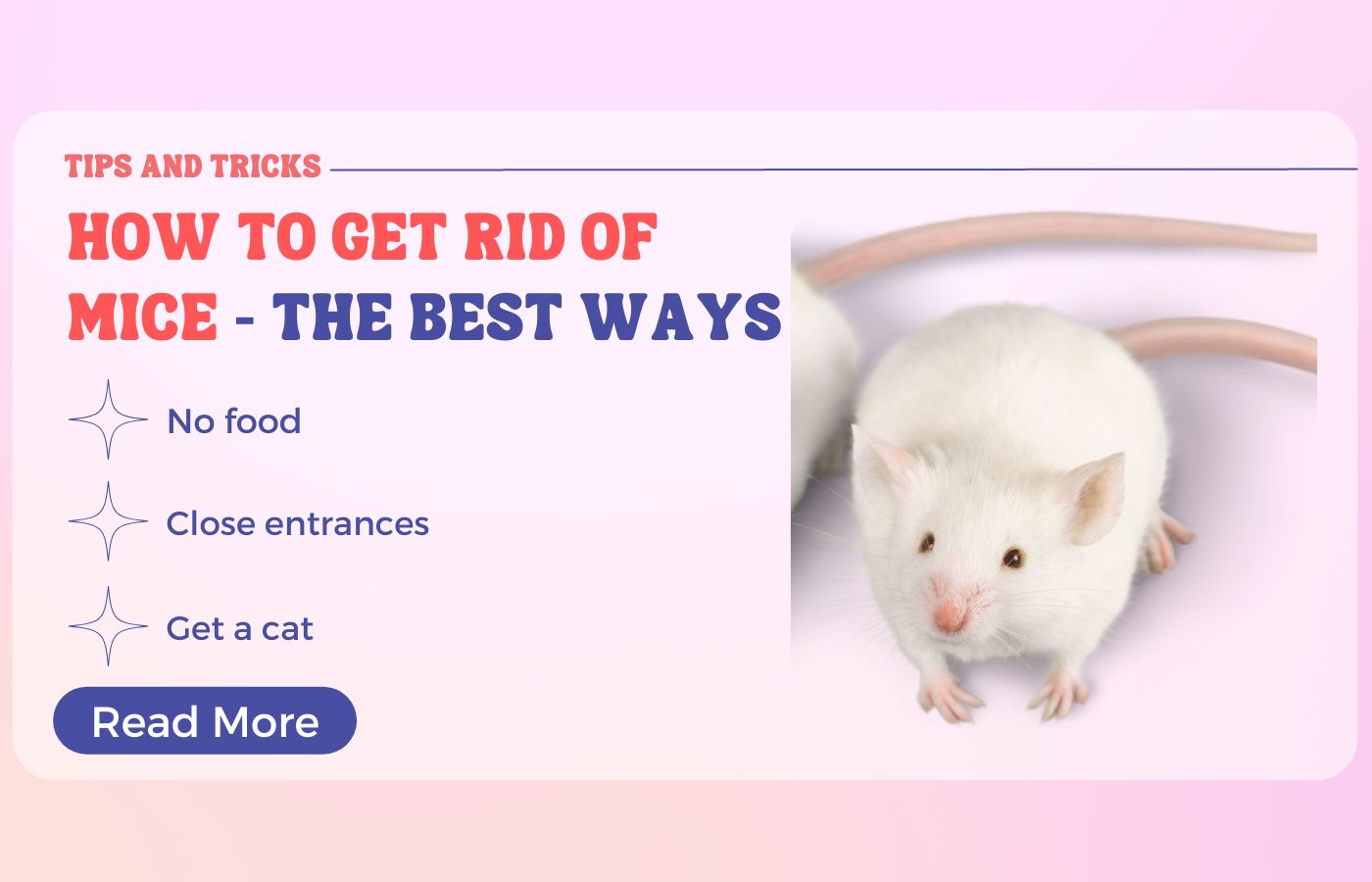 How To Get Rid Of Mice - The Best Ways