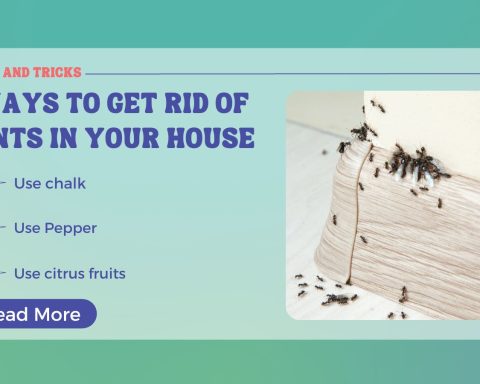 Most Effective Ways to Get Rid of Ants in Your House