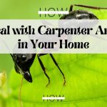 Deal with Carpenter Ants in Your Home Complete Guide
