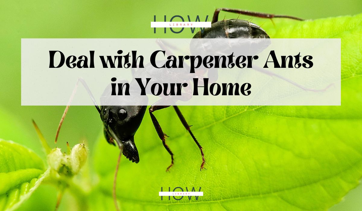Deal with Carpenter Ants in Your Home Complete Guide